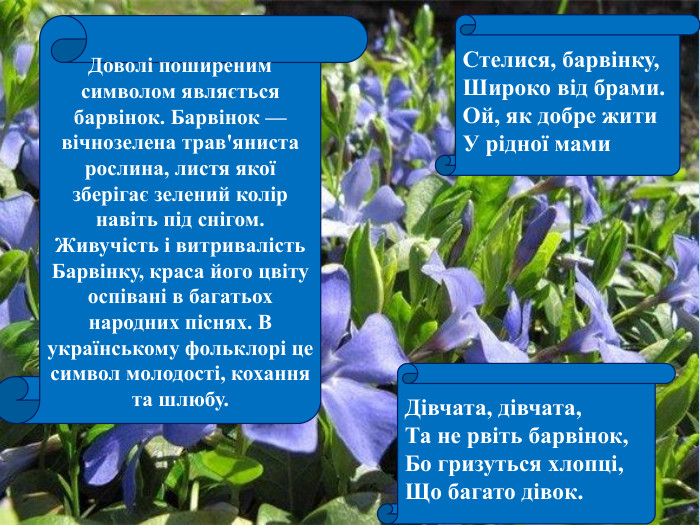 Доволі поширеним символом являється барвінок. Барвінок — вічнозелена трав'яниста рослина, листя якої зберігає зелений колір навіть під снігом. Живучість і витривалість Барвінку, краса його цвіту оспівані в багатьох народних піснях. В українському фольклорі це символ молодості, кохання та шлюбу. Стелися, барвінку,Широко від брами. Ой, як добре жити. У рідної мами. Дівчата, дівчата, Та не рвіть барвінок, Бо гризуться хлопці, Що багато дівок. 