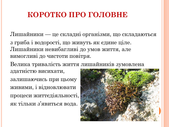 КОРОТКО ПРО ГОЛОВНЕЛишайники — це складні організми, що складаютьсяз гриба і водорості, що живуть як єдине ціле. Лишайники невибагливі до умов життя, але вимогливі до чистоти повітря. Велика тривалість життя лишайників зумовлена здатністю висихати, залишаючись при цьому живими, і відновлювати процеси життєдіяльності, як тільки з’явиться вода.