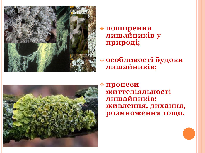 поширення лишайників у природі;особливості будови лишайників;процеси життєдіяльності лишайників: живлення, дихання, розмноження тощо.