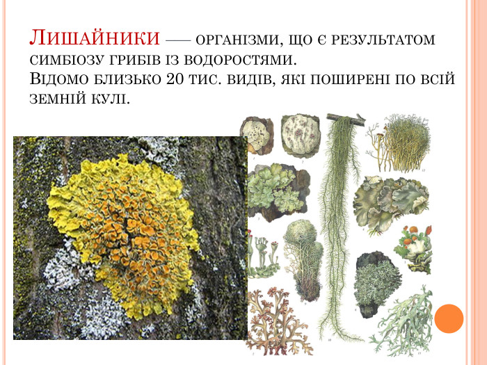 Лишайники –— організми, що є результатом симбіозу грибів із водоростями. Відомо близько 20 тис. видів, які поширені по всій земній кулі.