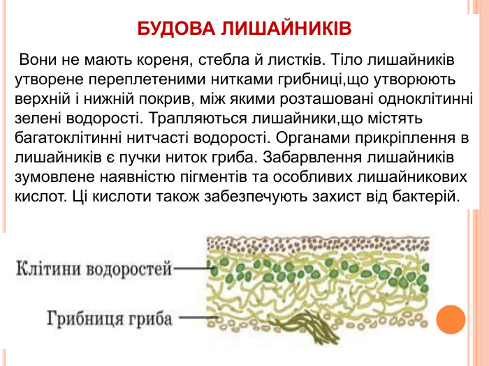 БУДОВА ЛИШАЙНИКІВ Вони не мають кореня, стебла й листків. Тіло лишайників утворене переплетеними нитками грибниці,що утворюють верхній і нижній покрив, між якими розташовані одноклітинні зелені водорості. Трапляються лишайники,що містять багатоклітинні нитчасті водорості. Органами прикріплення в лишайників є пучки ниток гриба. Забарвлення лишайників зумовлене наявністю пігментів та особливих лишайникових кислот. Ці кислоти також забезпечують захист від бактерій.