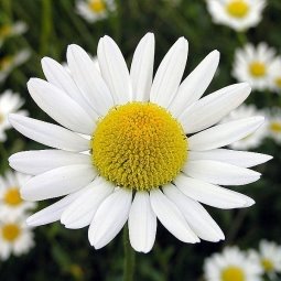 Quick Chamomile Poultice for Minor Cuts and Scrapes Remedy
