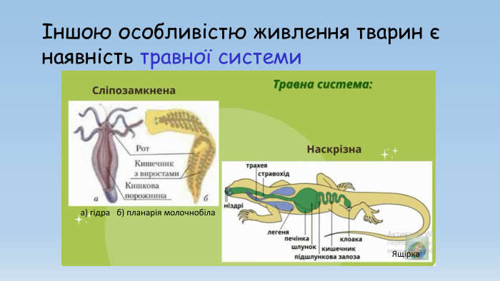 Іншою особливістю живлення тварин є наявність травної системиа) гідра б) планарія молочнобіла. Ящірка