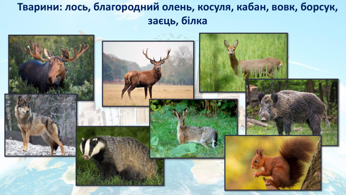 Тварини: лось, благородний олень, косуля, кабан, вовк, борсук, заєць, білка