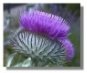 https://www.englishexercises.org/makeagame/my_documents/my_pictures/2008/may/342_woollythistle12bs.jpg