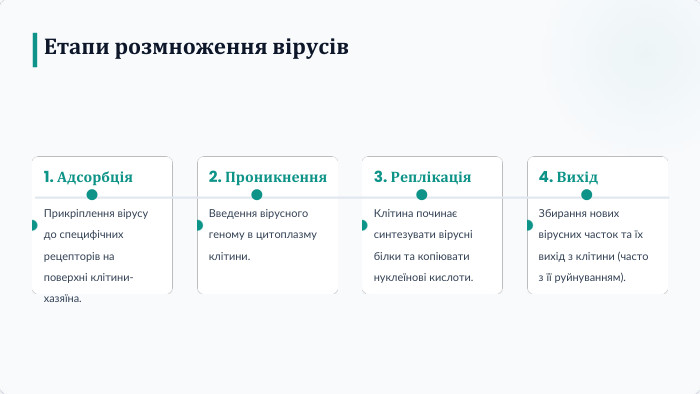 Етапи розмноження вірусів1. Адсорбція. Прикріплення вірусу до специфічних рецепторів на поверхні клітини-хазяїна.2. Проникнення. Введення вірусного геному в цитоплазму клітини.3. Реплікація. Клітина починає синтезувати вірусні білки та копіювати нуклеїнові кислоти.4. Вихід. Збирання нових вірусних часток та їх вихід з клітини (часто з її руйнуванням).
