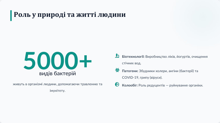 Роль у природі та житті людини5000+видів бактерійживуть в організмі людини, допомагаючи травленню та імунітету. Біотехнології: Виробництво ліків, йогуртів, очищення стічних вод. Патогени: Збудники холери, ангіни (бактерії) та COVID-19, грипу (віруси). Колообіг: Роль редуцентів — руйнування органіки.