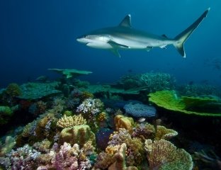 Большой Барьерный риф. Австралия. Красивые подводные фото
