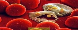 Малярійний плазмодій відноситься до типу Споровики. Чим небезпечне ...