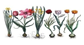 5,927 Flower Bulbs Stock Illustrations, Cliparts And Royalty Free ...