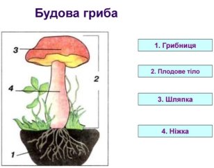 Будова шапинкового гриба - його характеристика