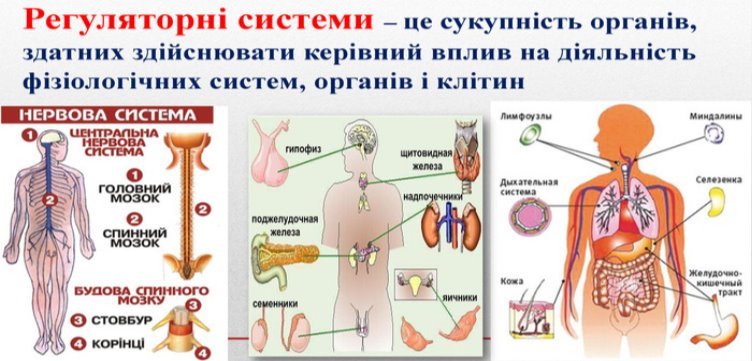 Регуляція функцій організму людини здійснюється регуляторними системами. Регуляторні системи – це сукупність органів, здатних здійснювати керівний вплив на діяльність фізіологічних систем, органів і клітин 