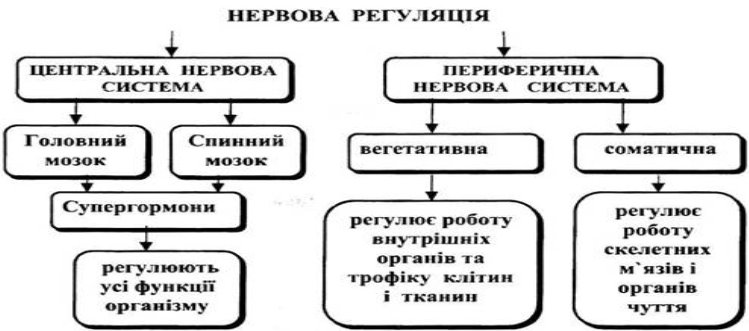 Структура нейрогуморальної системи — Студопедия