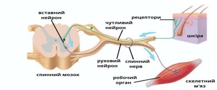 Рефлекторна дуга — урок. Біологія, 8 клас.