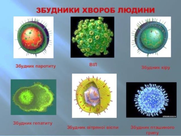 Поняття про віруси
Розміри вірусів
Історія вивчення вірусів
Будова віруса
Властивості вірусів
Значення вірусів
 