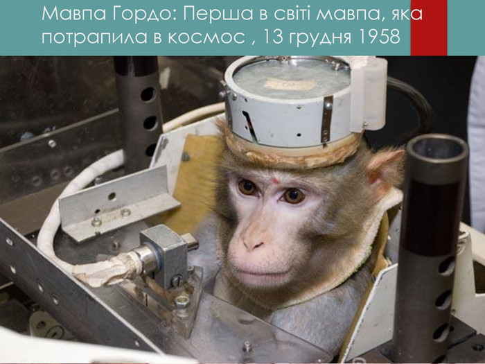 Мавпа Гордо: Перша в світі мавпа, яка потрапила в космос , 13 грудня 1958 року 