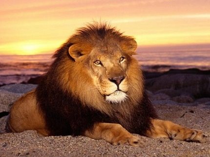 Величний Цар звірів