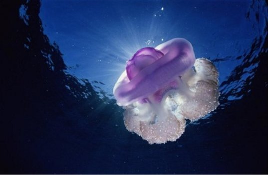Медузи загадкові і привабливі