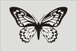 19238053_butterfly.jpg