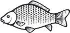 https://thumb9.shutterstock.com/display_pic_with_logo/548344/548344,1331546578,2/stock-vector-carp-fish-97370294.jpg