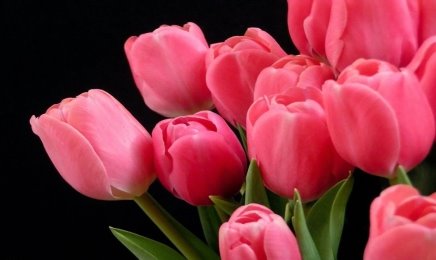 Описание: Картинки по запросу картинки тюльпаны