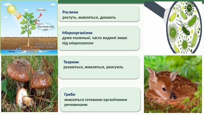 Рослиниростуть, живляться, дихають. Тваринирухаються, живляться, реагують. Грибиживляться готовими органічними речовинами. Мікроорганізмидуже маленькі, часто видимі лише під мікроскопом3