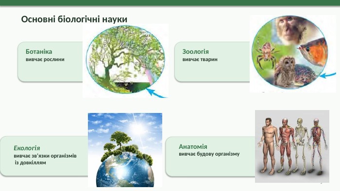  Основні біологічні науки. Ботанікавивчає рослини. Зоологіявивчає тварин. Анатоміявивчає будову організму. Екологіявивчає зв’язки організмів із довкіллям5
