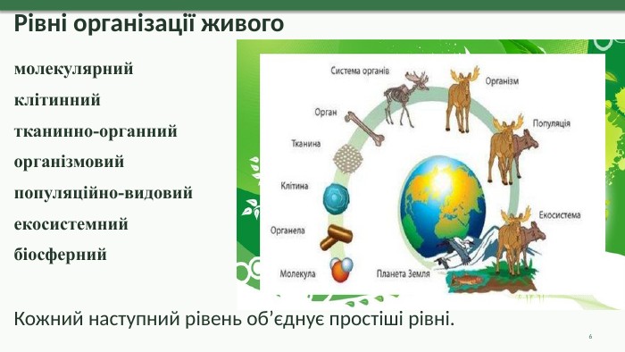 Рівні організації живогомолекулярний клітинний тканинно-органнийорганізмовийпопуляційно-видовий екосистемнийбіосферний. Кожний наступний рівень об’єднує простіші рівні.6