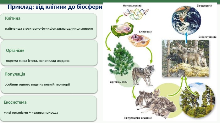 Приклад: від клітини до біосфери. Клітинанайменша структурно-функціональна одиниця живого. Організмокрема жива істота, наприклад людина. Популяціяособини одного виду на певній територіїЕкосистемаживі організми + нежива природа7