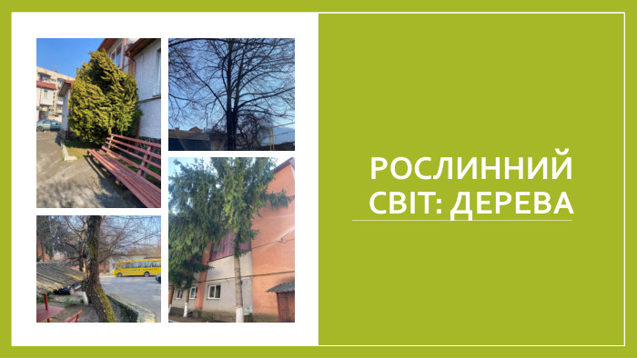 РОСЛИННИЙ СВІТ: ДЕРЕВА