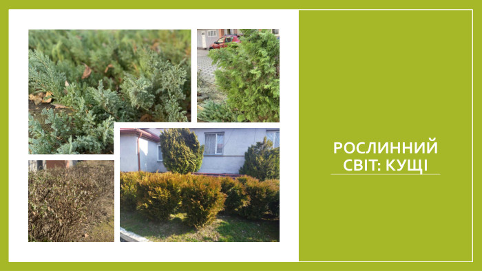 РОСЛИННИЙ СВІТ: КУЩІ