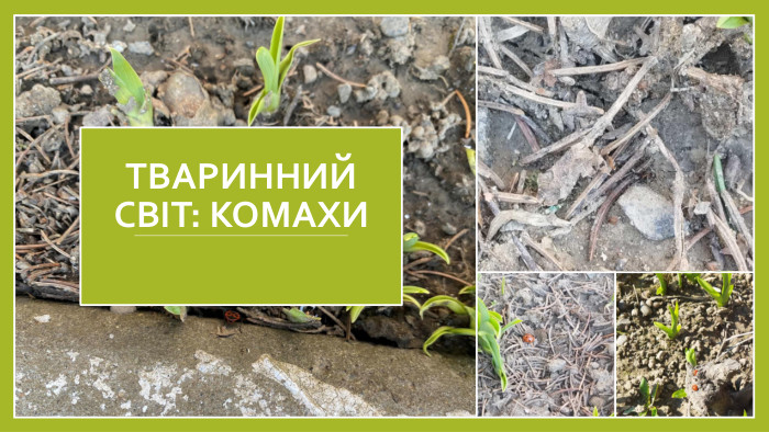 ТВАРИННИЙ СВІТ: КОМАХИ