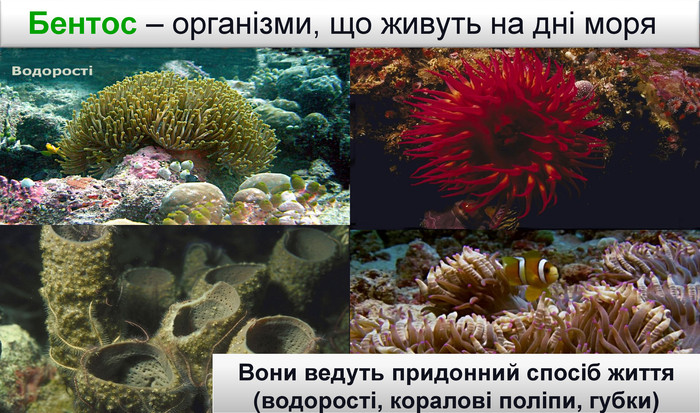 Вони ведуть придонний спосіб життя (водорості, коралові поліпи, губки)Бентос – організми, що живуть на дні моря
