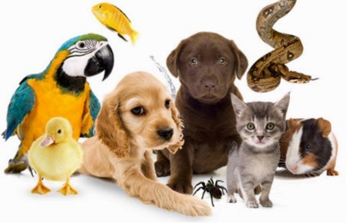 Картинки по запросу біологія тварин