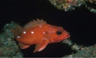 Морський окунь: опис, цікаві відомості про рибу