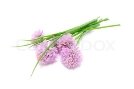 http://www.colourbox.com/preview/1946634-947346-chives-and-chive-flowers-isolated-on-white-background.jpg