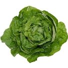 http://www.gourmetsleuth.com/images/bibb-lettuce.jpg