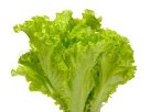 http://www.colourbox.com/preview/1780640-684355-butterhead-lettuce-isolated-on-white.jpg
