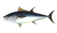 http://1.bp.blogspot.com/_T2buuNUUNTA/TUNv1pXMNRI/AAAAAAAAEe4/uxg0OLtoNLw/s1600/expensive-tuna-fish.jpg