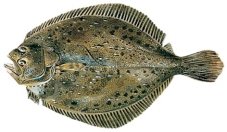 http://www.infowing.ie/filestore/images/Turbot.jpg