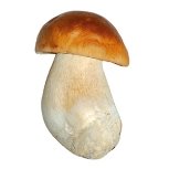 http://www.ecolinkbaltic.com/wp-content/gallery/mushroom/baravykas.jpg