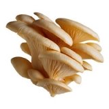 http://www.truestarhealth.com/Notes/Images/Food_Guide/Oyster_Mushrooms.jpg