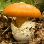http://plantbiology.unibas.ch/teaching/fungi/amanita_caesarea.jpg