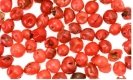 http://static.guim.co.uk/sys-images/Guardian/Pix/pictures/2009/10/14/1255539392575/Pink-peppercorns-001.jpg