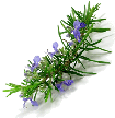 http://www.aromanatural.co.uk/WebRoot/GroupNBT/Shops/aromanatural_002E_co_002E_uk/Products/wb_1003111010/Aroma_Natural_Rosemary_Essential_Oil.gif