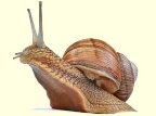 http://www.snail-world.com/images/top_snail_facts.jpg
