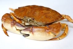 http://www.hospitalityinfocentre.co.uk/Fish/Shellfish/Images/stone_crab1.jpg