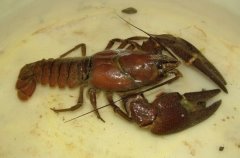 http://www.anglinglines.com/blog/wp-content/images/2012/08/SignalCrayfish1.jpg