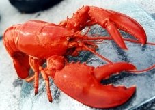 http://blog.cheapeatsinc.com/wp-content/uploads/2012/06/Lobster.jpg