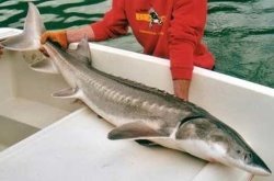 http://z6mag.com/wp-content/uploads/2012/03/sturgeon-fish-photos.jpg